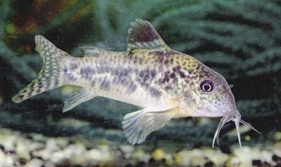 Corydoras sp. C57